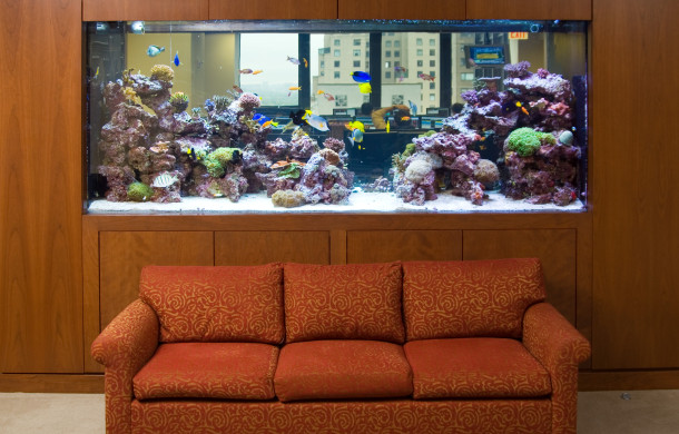 Health Benefits of Viewing A Saltwater Aquarium