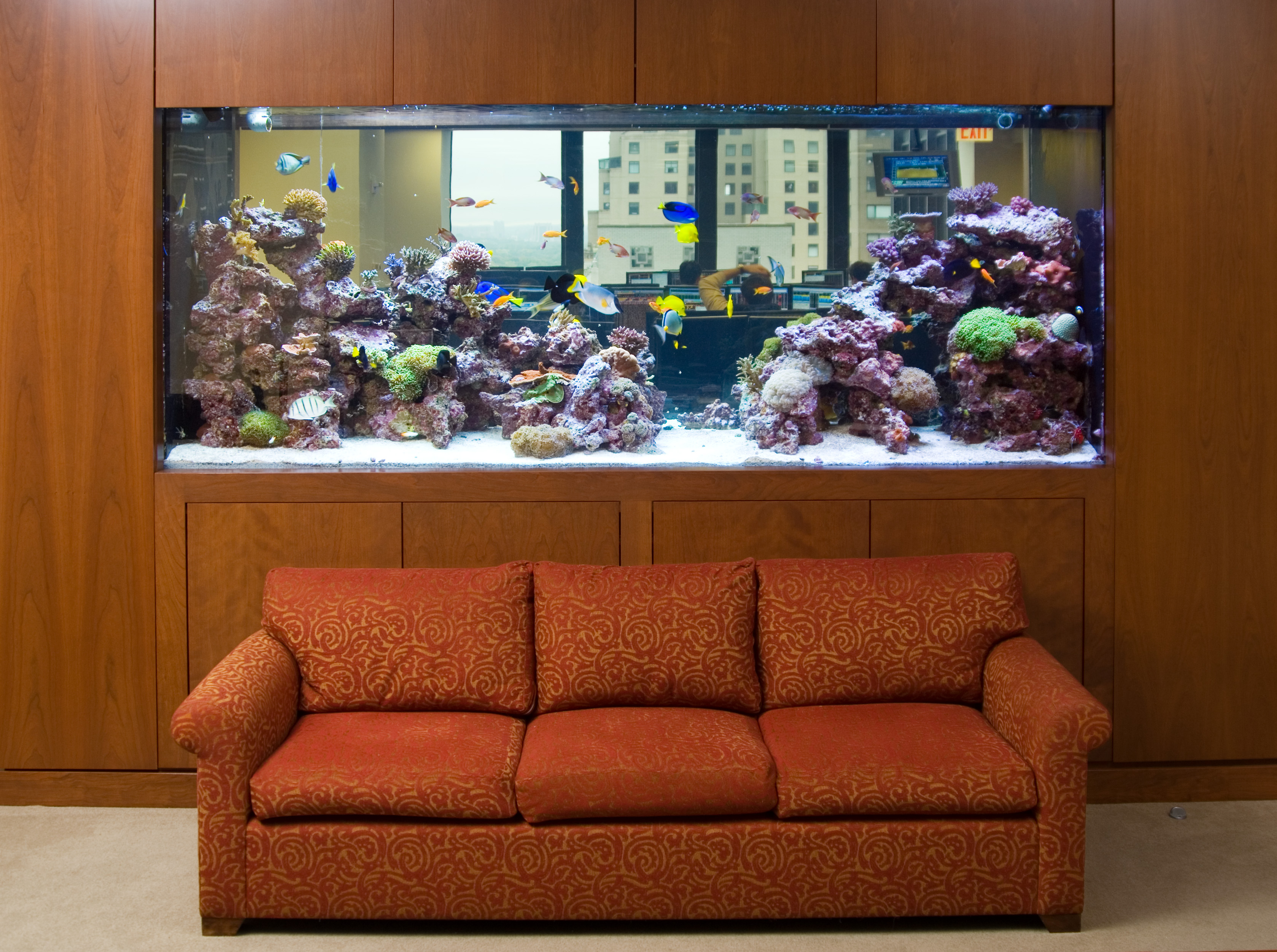 Health Benefits of Viewing A Saltwater Aquarium Creation of the Sea