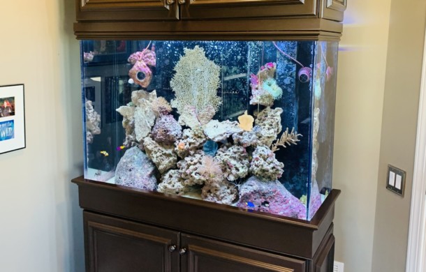 Living Reef Aquarium In Home Office