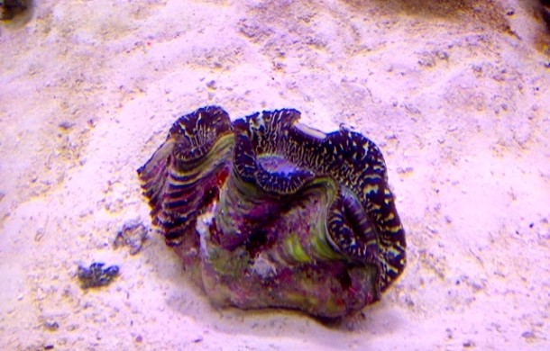 Tridacna Clams