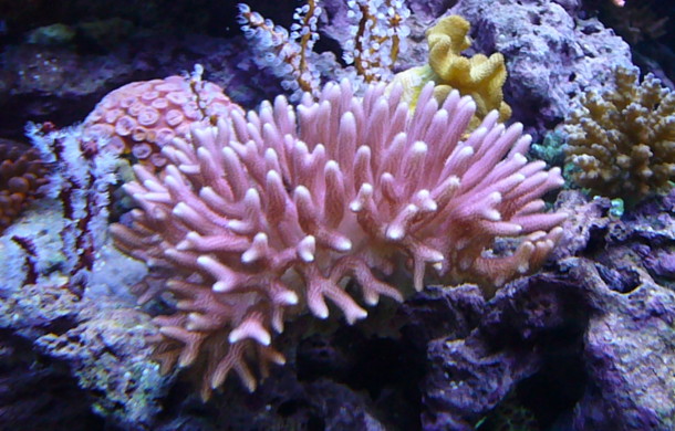 Bird’s Nest Coral