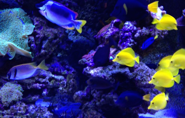 Schooling Fish for Saltwater Aquarium