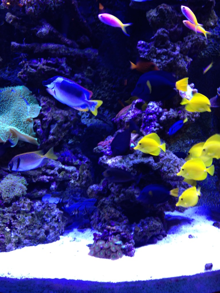 Schooling Fish for Saltwater Aquarium ~ Creation of the Sea