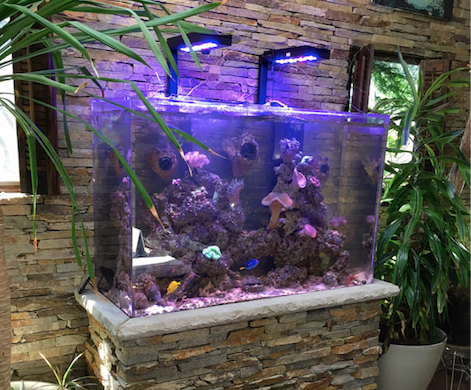 Custom Reef Aquarium Built In Stone Stand