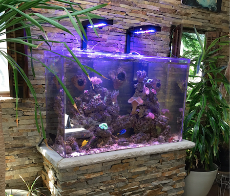 Custom Aquarium with Stone Stand