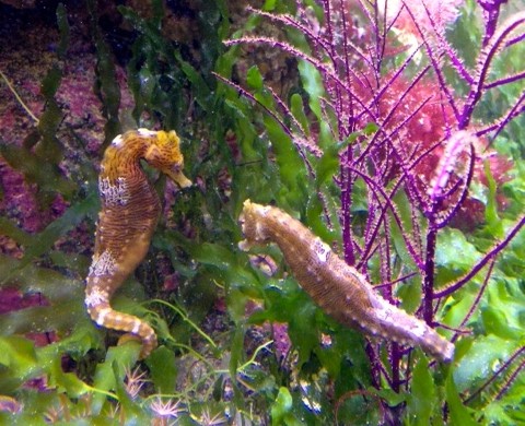 Seahorse Aquariums