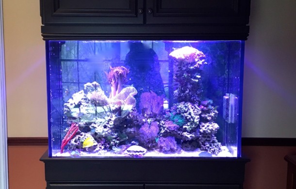 Saltwater Aquarium Upgrades