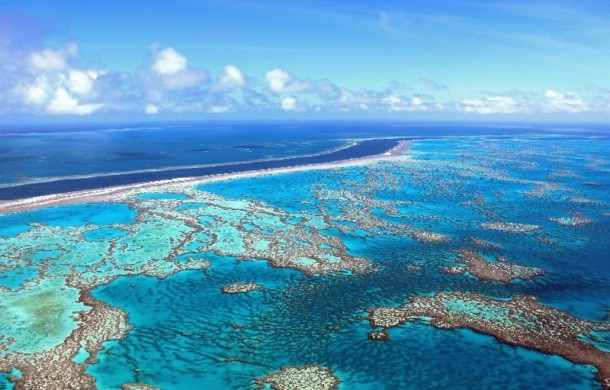 Coral Bleaching