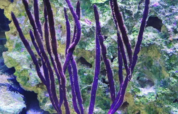 Gorgonian