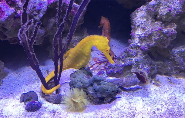 Stunning Seahorses!