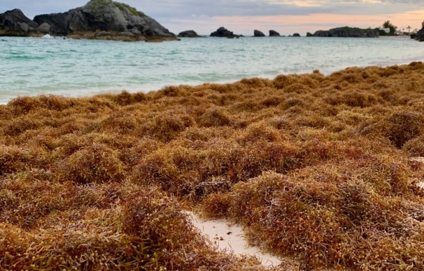 Largest Algae Bloom in the World!