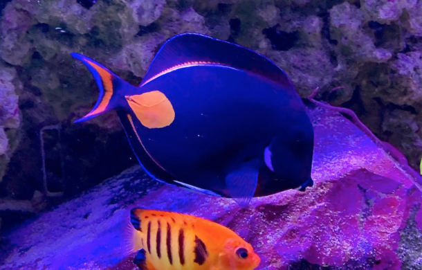 The Achilles Tang