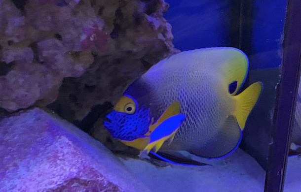The Blueface Angelfish