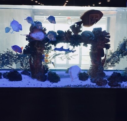 2,000-gallon Custom Aquarium