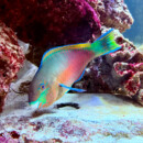Quoyi Parrotfish