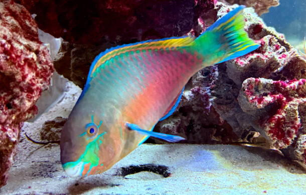 Quoyi Parrotfish