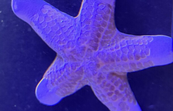 Granulated Starfish
