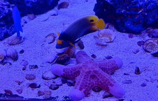 Granulated Starfish